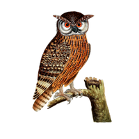 Scops | Owls with Names and Types