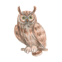 Seychelles | Owls with Names and Types