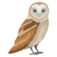 Simeulue | Owls with Names and Types
