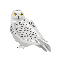 Snowy | Owls with Names and Types