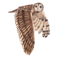 Sokoke | Owls with Names and Types