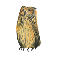 Solomon | Owls with Names and Types