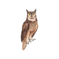 Spotted Owlet | Owls with Names and Types