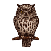 Tanimbar | Owls with Names and Types