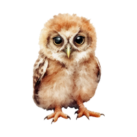 Timor | Owls with Names and Types