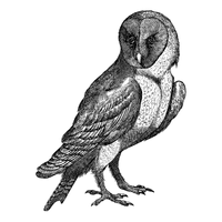 Verreaux’s | Owls with Names and Types