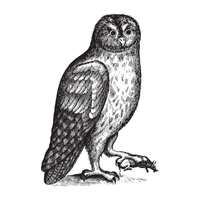 Wetar | Owls with Names and Types
