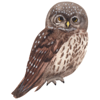 Wood | Owls with Names and Types