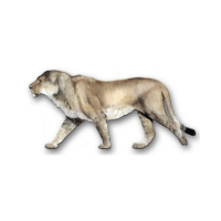 American Lion | Lions with Names and Types