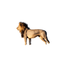 Angolan Lion | Lions with Names and Types