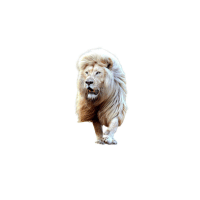 Atlas Lion | Lions with Names and Types