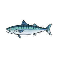 Barracuda