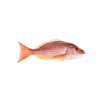 Brine | Seafood with Names and Types