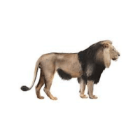 Cape Lion | Lions with Names and Types