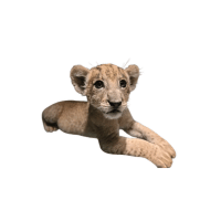 Captive Lion | Lions with Names and Types