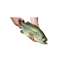 Catch | Seafood with Names and Types