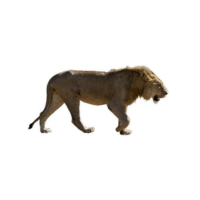 Cave Lion | Lions with Names and Types