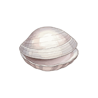 Clam | Seafood with Names and Types