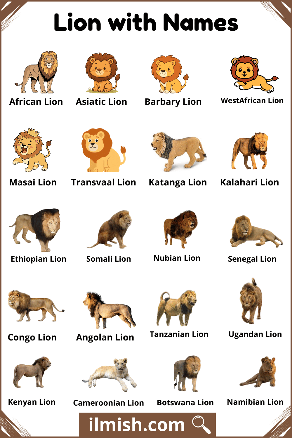 Common Lion with Names and Types in English with Pictures