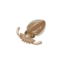 Cuttlefish