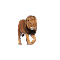 Desert Lion | Lions with Names and Types