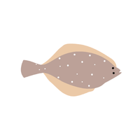 Flounder | Seafood with Names and Types