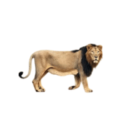 Gir Lion | Lions with Names and Types