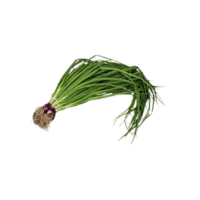 GreenOnion | Onions with Names and Types