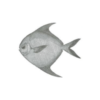 Harvest | Seafood with Names and Types