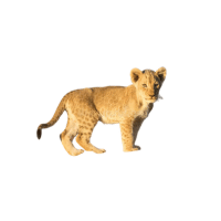 Juvenile Lion | Lions with Names and Types