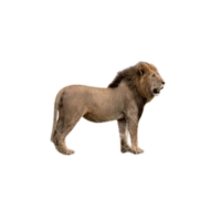Kenyan Lion | Lions with Names and Types