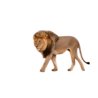 Kruger Lion | Lions with Names and Types