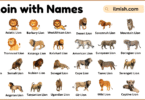List of Lion with Names and Types in English with Pictures