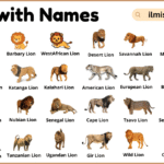 List of Lion with Names and Types in English with Pictures