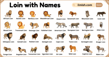 List of Lion with Names and Types in English with Pictures