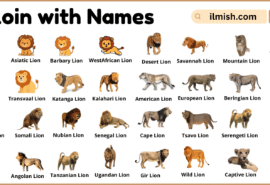 List of Lion with Names and Types in English with Pictures