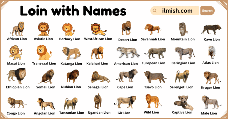 List of Lion with Names and Types in English with Pictures