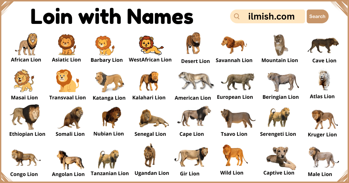 List of Lion with Names and Types in English with Pictures