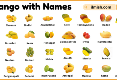 List of Mango with Names and Types in English with Pictures