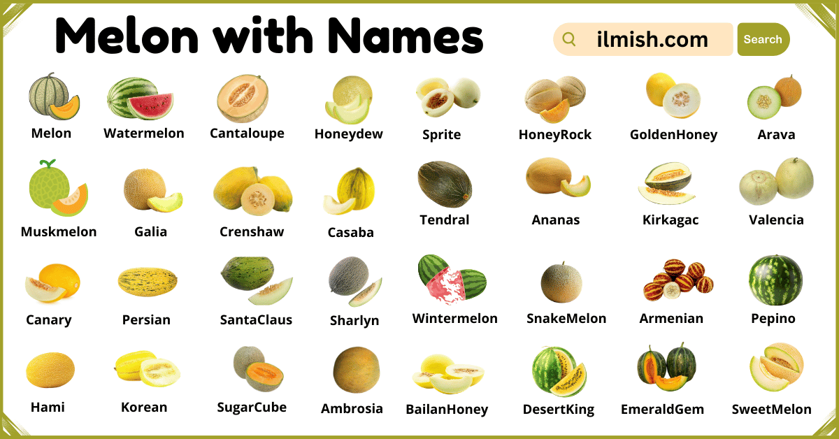List of Melon with Names and Types in English with Pictures