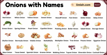 List of Onions with Names and Types in English with Pictures