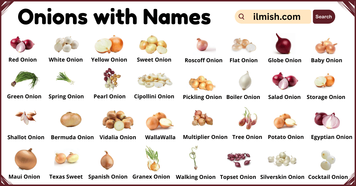 List of Onions with Names and Types in English with Pictures