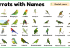 List of Parrots with Names and Types with Pictures