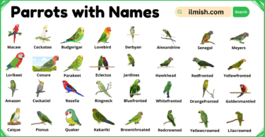 List of Parrots with Names and Types with Pictures