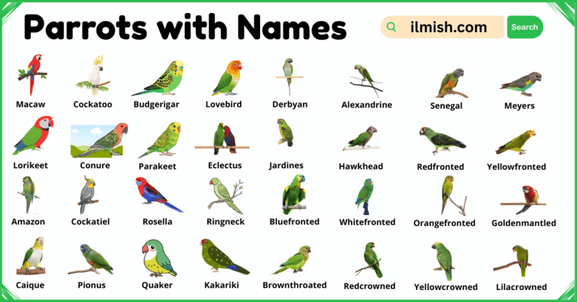 List of Parrots with Names and Types with Pictures