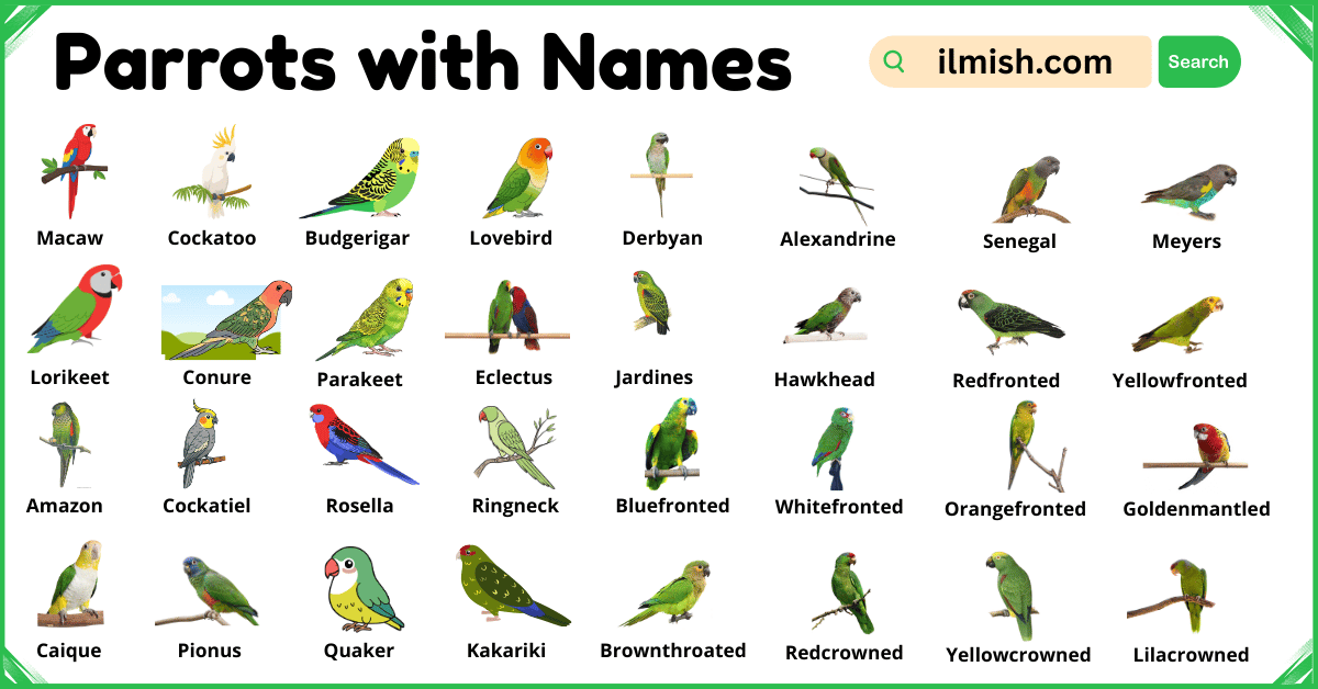List of Parrots with Names and Types in English with Pictures