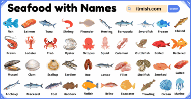 List of Seafood with Names and Types in English with Pictures
