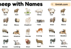 List of Sheep with Names and Types in English with Pictures