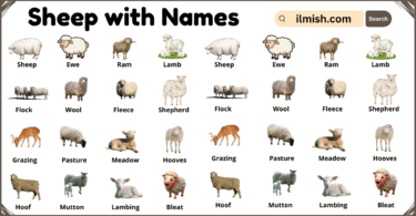 List of Sheep with Names and Types in English with Pictures
