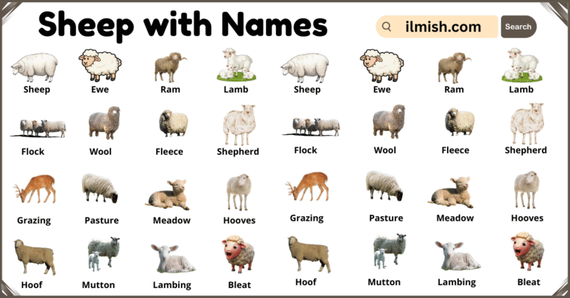 List of Sheep with Names and Types in English with Pictures